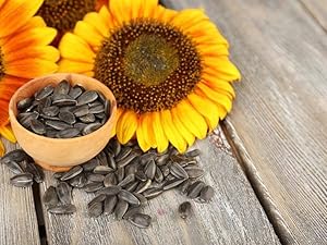 Sunflower ページ Gurney's Ruby Passion Sunflower Seeds (15 Seed Packet) 70530