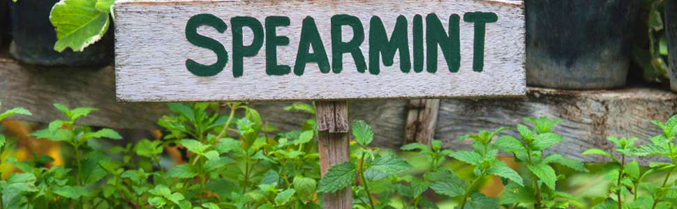 Spearmint