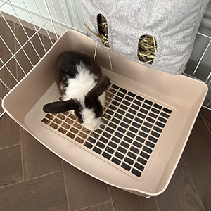 Large Rabbit Litter Box