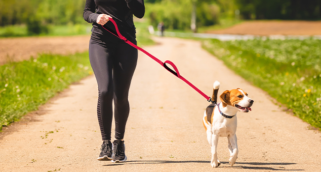 6FT Dog Leash for Large Medium Small Dogs