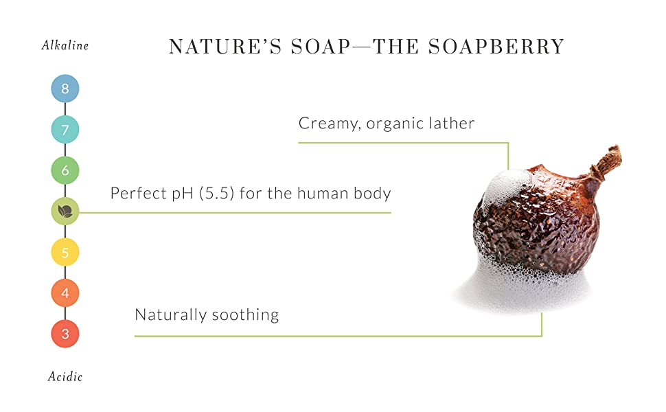 soapberry