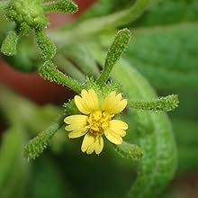 siegesbeckia orientalis extract st paul's wort