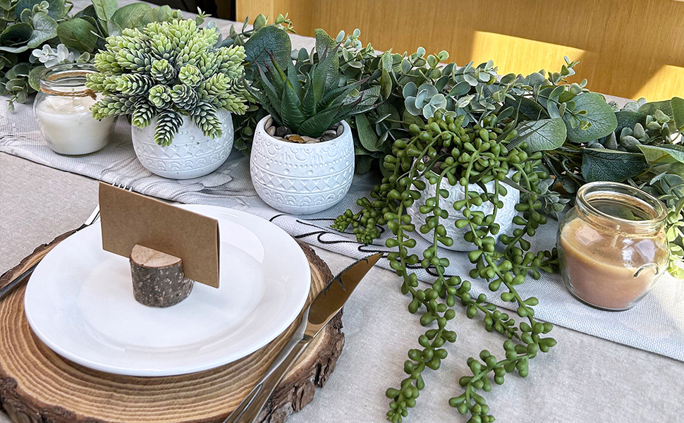  Assorted Small Potted Succulent Plants