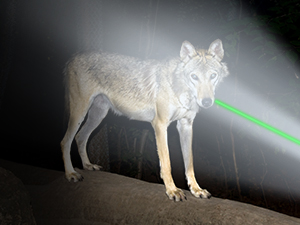 Hunting with CVLIFE 600 Lumens Pistol Light Laser Combo