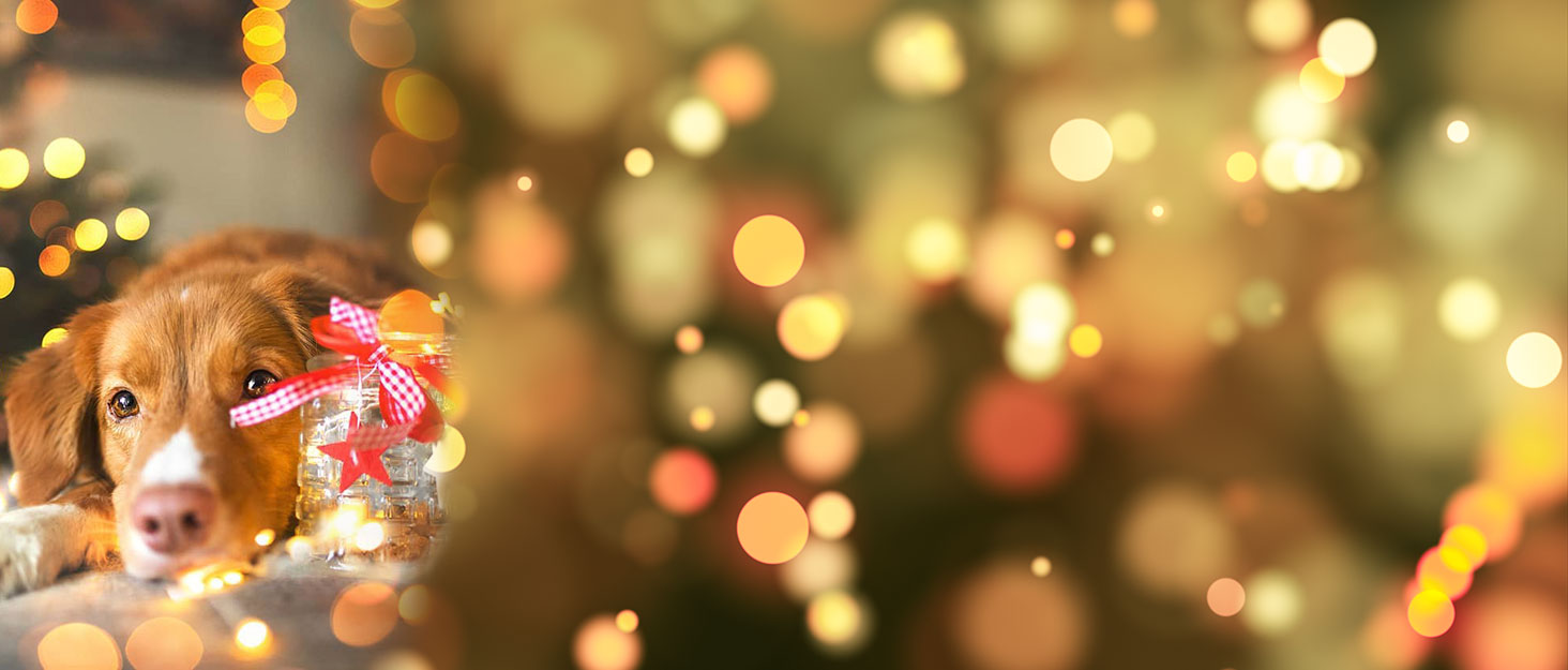 Babole Pet Christmas Dog Collar for Medium Dogs Design