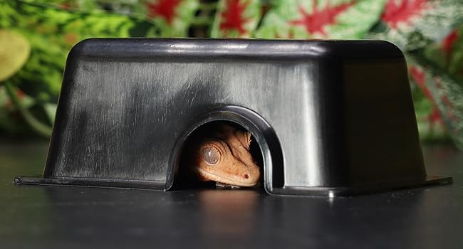 Gecko in hide ball python tank accessories leopard gecko lizard tank accessories crested gecko