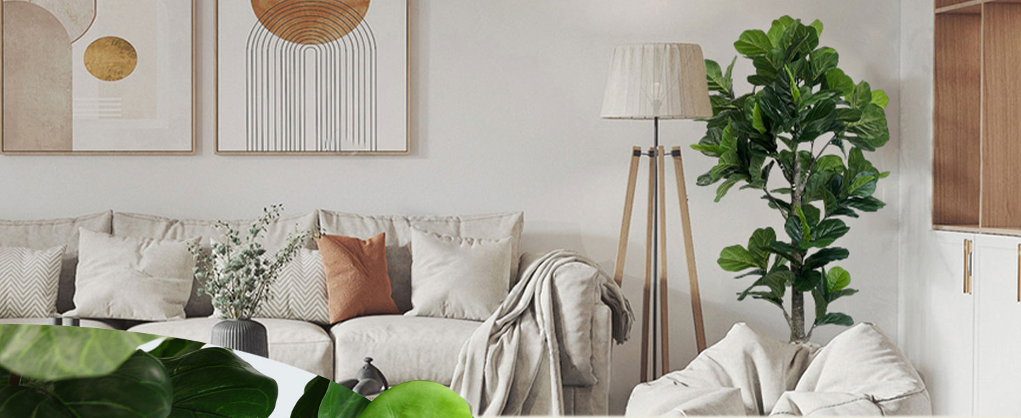 fiddle leaf fig tree