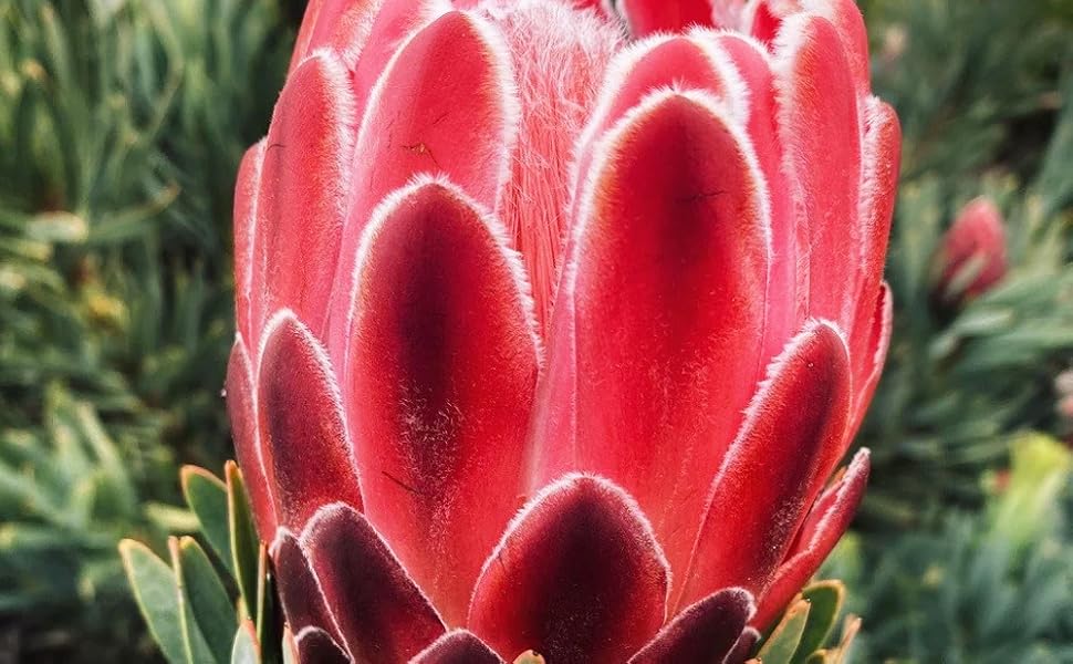 Amazon.co.jp: リューカデンドロン・ストロベリーフェア 7号鉢