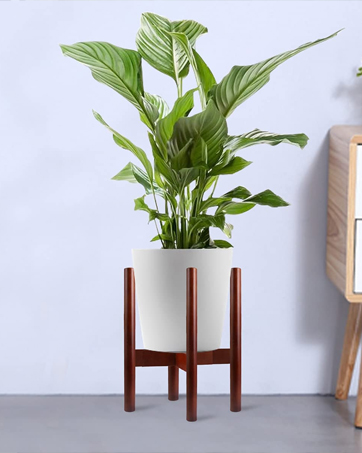 Adjustable Plant Stand