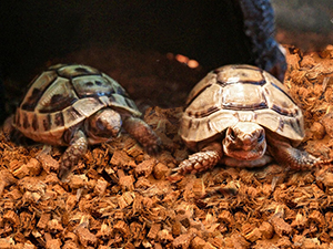 coconut substrate for reptile