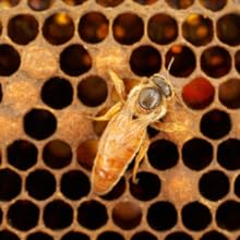 bee keeping book for beginners, live bees with queen