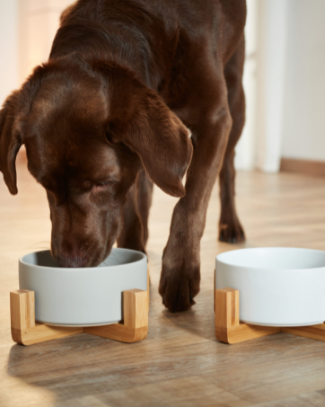Cuenco para perros, cuenco para el agua, cuenco para la comida, cuenco de cerámica, cuenco de bambú