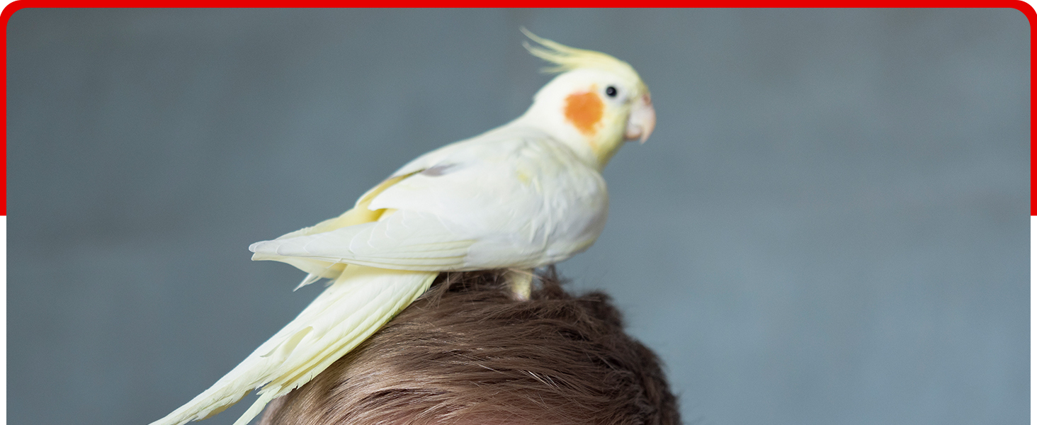 bird vitamins calcium for birds bird vitamins for water 