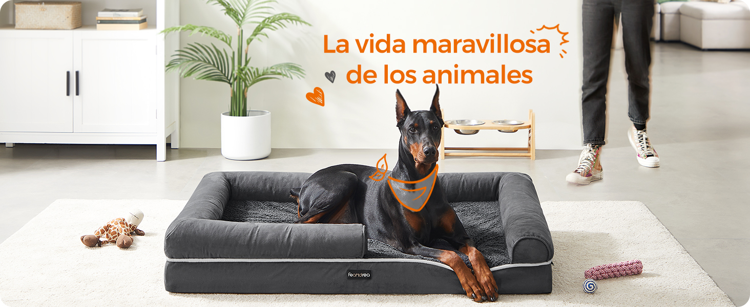 el doberman pinscher es una raza de perro popular