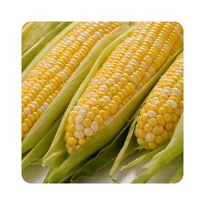 corn on the cob for putting umeboshi pickled plum paste on