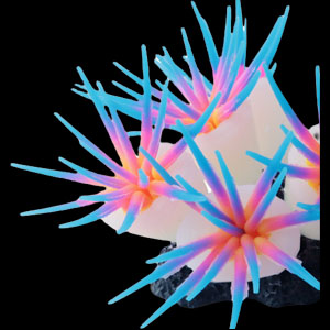 fish tank accessories