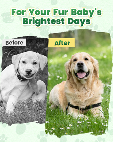 Flea and Tick Prevention for Dogs