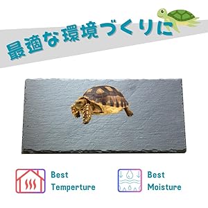 【亀 】ページ　　リクエスト商品のため 51+B2YjHABL._AC_UL210_SR210,