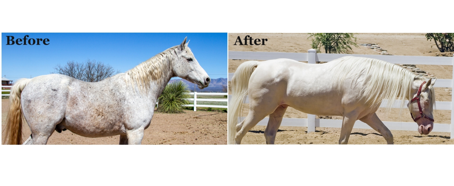 Horse Groomer Sponge