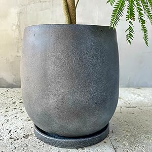 Amazon｜SUZUHA エバーフレッシュ 観葉植物 本物 曲がり仕立て 7