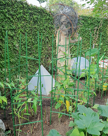 tomato-stakes