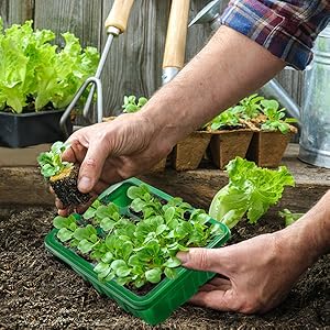 seedling trays seed starter tray