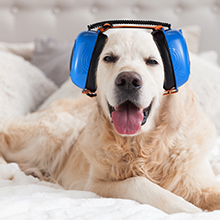 Noise-sensitive dogs – play calming tunes to drown out noise and keep them quiet.