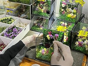 preserved flowers pink; preserved flowers white; purple eternal flowers; flores eternas amarillas