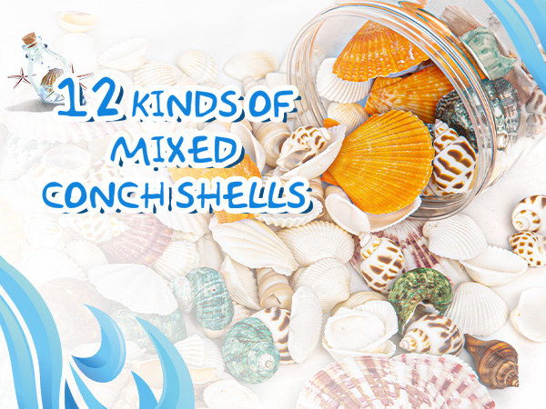 貝殻　小物入れ　STONE MILL DESIGNS SANTA CRUZ 貝殻 小物入れ STONE MILL DESIGNS SANTA CRUZ 小物入れ