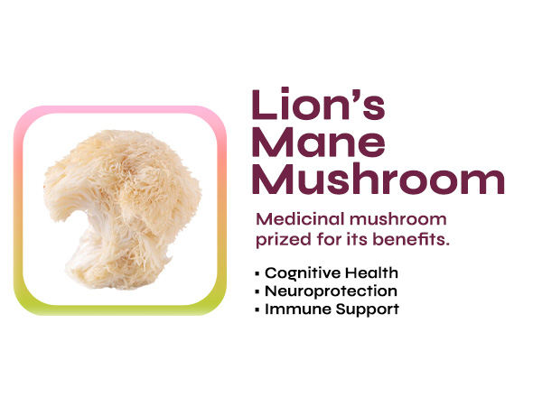 mushrooms lions mane supplement extracted brain supplements for memory and focus 
