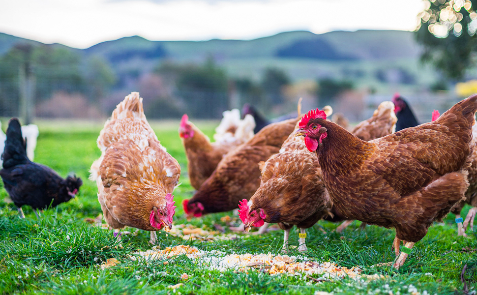 Large manufacture image 3