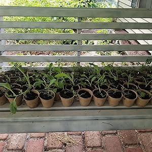 Peat Pots for Seedlings