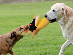 dog toy