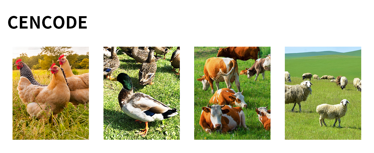 chicken feed storage