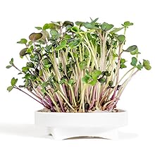 Microgreens Mild Blend