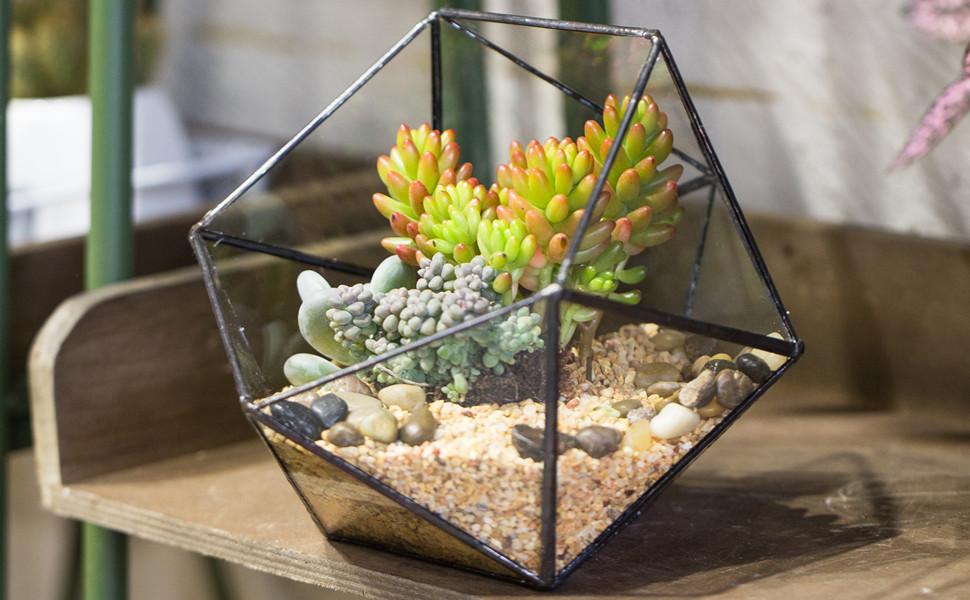 Geometric Glass Terrarium Half Ball Pentagon Planter