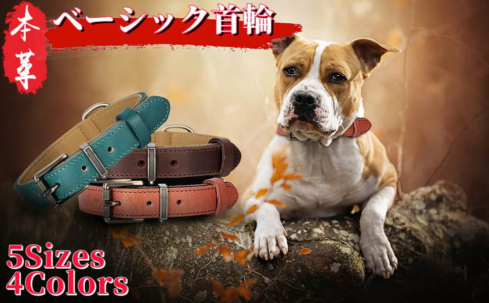 Amazon | Beanspet 犬首輪 ベーシック ベルトタイプ 厚め本革 犬