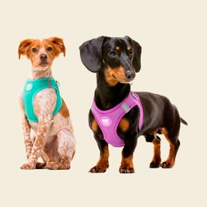 DUKIER - Dog Body Harness, Anti-Pull Body Vest, Adjustable and Heavy Duty for Pets, Breathable Mesh, Pet Accessory with Velcro and Double Closure, Purple, XS 19 Tres perros con arneses coloridos: un perro marrón pequeño, un perro salchicha negro y un pug. El logotipo naranja dice «DUKIER».