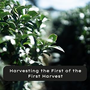 First Harvest Leaves