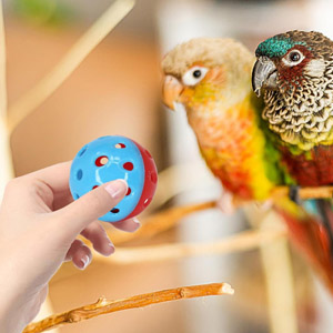 Hand hält einen blauen Spielzeugball aus Kunststoff mit Löchern, neben zwei bunten Papageien, die auf einer Holzoberfläche sitzen und ein Vogelspielszenario suggerieren.