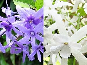 希少大苗♥　ペトレア　ウォルビリス　 サンドペーパーバイン パープルリース 希少大苗♥ ペトレア ウォルビリス サンドペーパーバイン