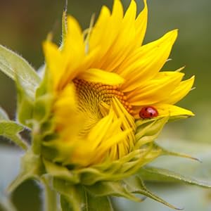 sunflowers attract ladybugs to the garden