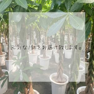 ぱきら（感謝） Amazon｜L-park パキラ 8号 ねじりパキラ 観葉植物 プレゼント