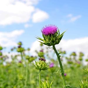 milk thistle
