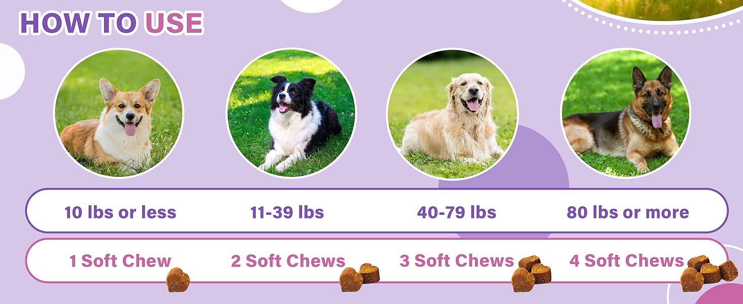 Probiotics for Dogs