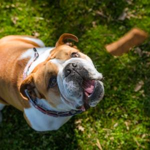 Plato Pet Treats Real Strips Grain Free Made in USA Natural Real Meat Dog Treats