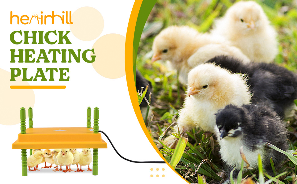 Chick Brooder Heating Plate, Adjustable Height Chicken