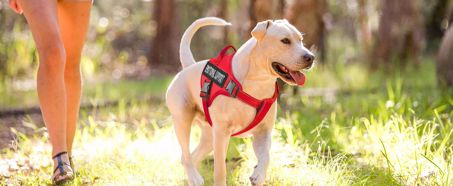 red service dog harness