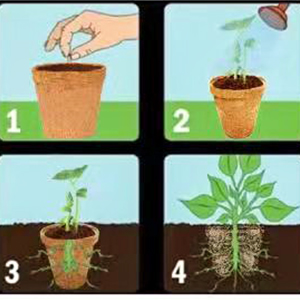 How to use the peat pots for seedlings?