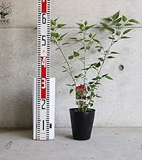 マルベリー　シャルロットリュス　実付　特大株　果樹苗木　果樹苗　果実苗木　実 マルベリー シャルロットリュス 実付 特大株 果樹苗木 果樹苗 果実苗木 実